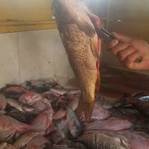 Meet your Posher, Pedro